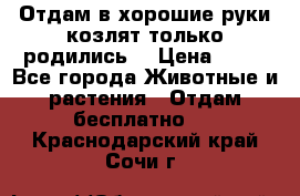 Отдам в хорошие руки козлят.только родились. › Цена ­ 20 - Все города Животные и растения » Отдам бесплатно   . Краснодарский край,Сочи г.